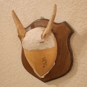 UGLY Mounted Taxidermy with Horns